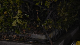 Dsc 0018