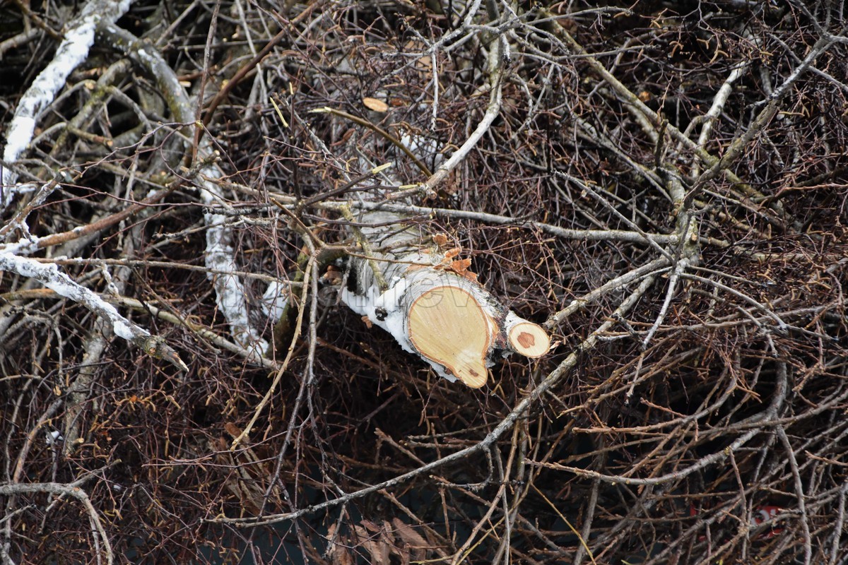 15032026 dsc 0009lut sepia ins