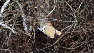 15032026 dsc 0009lut sepia ins