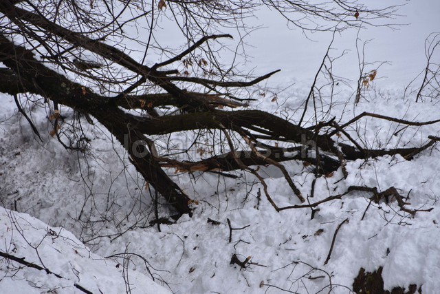 15032026 dsc 0014lut sepia ins